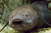 fish-that-sleeps-on-land-for-years-without-any-food-or-water