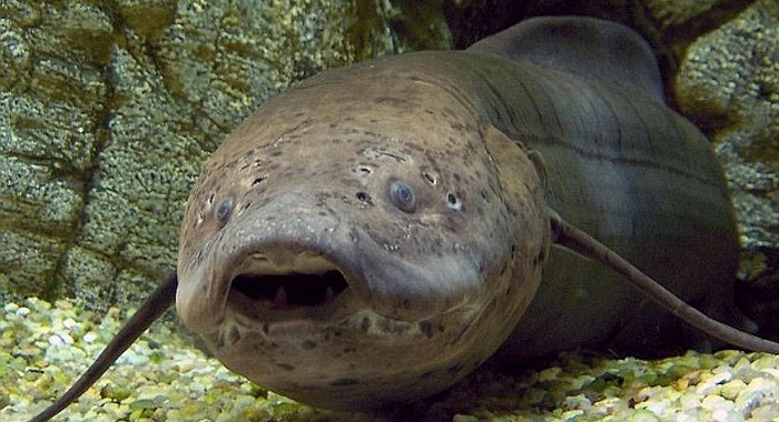fish-that-sleeps-on-land-for-years-without-any-food-or-water