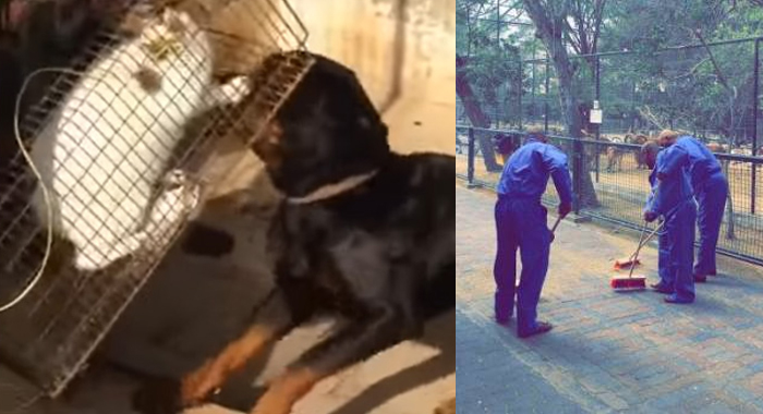 men-who-fed-cat-to-dogs-ordered-to-clean-dubai-zoo-for-90-days