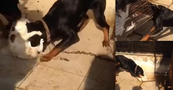 men-who-fed-cat-to-dogs-ordered-to-clean-dubai-zoo-for-90-days1