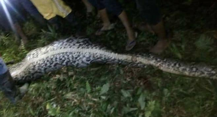 python-snake-swallows-man-whole-indonesia