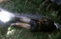 python-snake-swallows-man-whole-indonesia