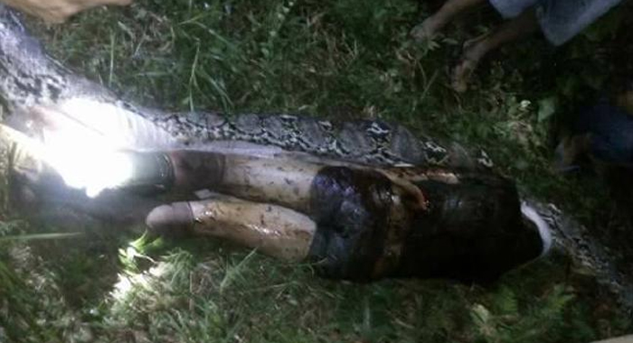 python-snake-swallows-man-whole-indonesia