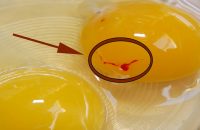 what-is-the-red-spot-an-egg-indicates
