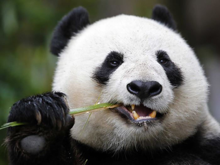 why-giant-pandas-are-black-and-white