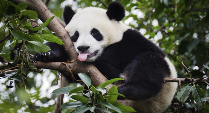 why-giant-pandas-are-black-and-white