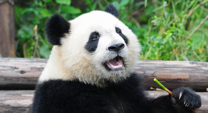 why-giant-pandas-are-black-and-white2