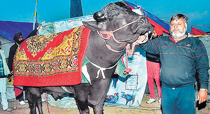yuvraj-this-buffalo-is-worth-rs-9-25-crore1