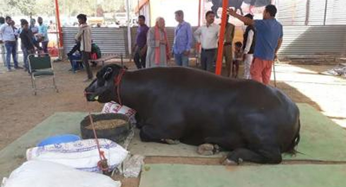 yuvraj-this-buffalo-is-worth-rs-9-25-crore4
