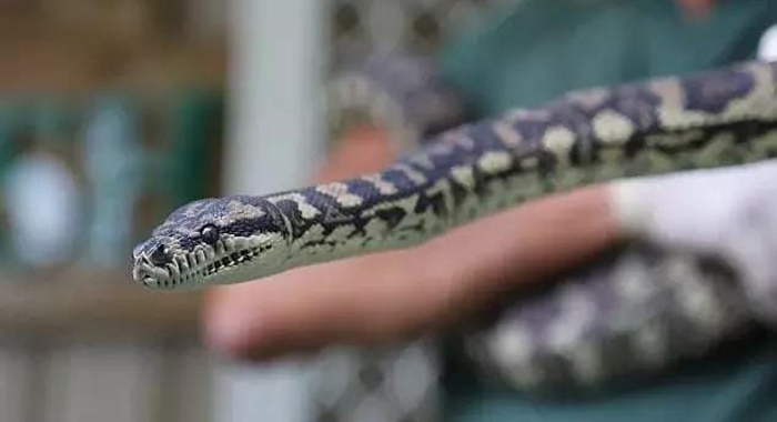 2-meter-long-python-a-meth-addiction-problem