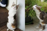 cat-with-two-legs-will-surprise-you-with-how-much-he-can-do