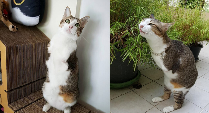 cat-with-two-legs-will-surprise-you-with-how-much-he-can-do