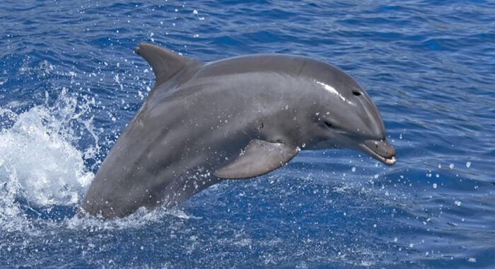 dog-dolphin-play-western-australia-beach