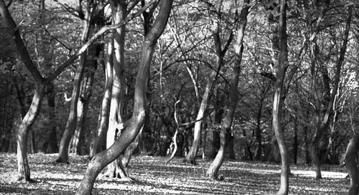 transylvania-haunted-forest-known-as-romanias-bermuda-triangle-hoia-baciu