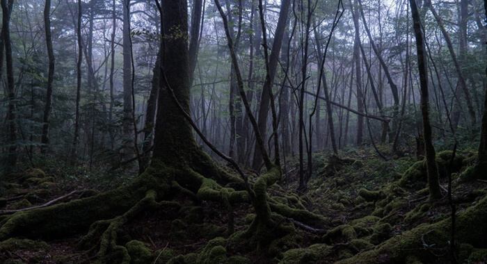 aokigahara-japans-suicide-forest-dozens-choose