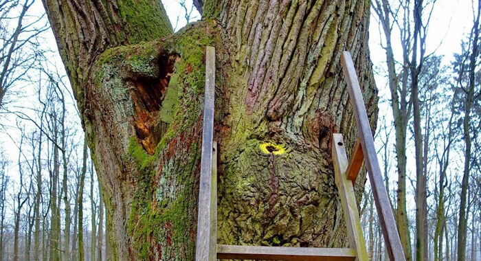 bridegrooms-oak-the-tree-with-its-own-postal-address