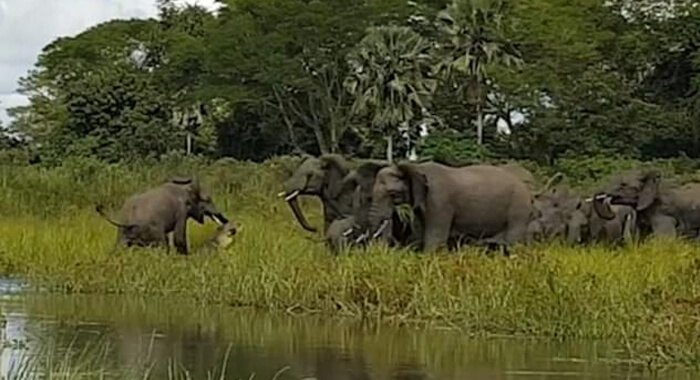 elephant-fright-life-crocodile-jumps-water-grabs-trunk