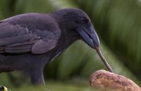 endangered-hawaiian-crows-known-to-use-tools