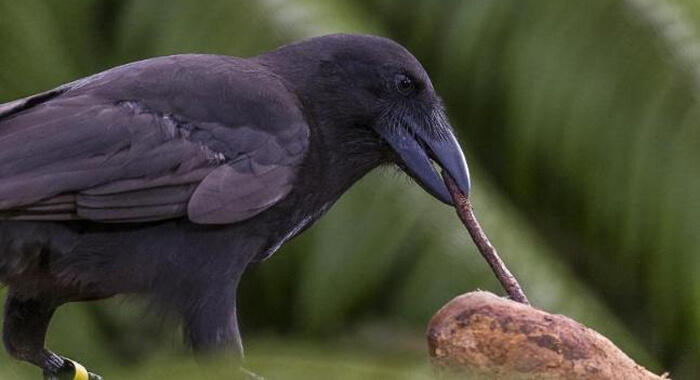 endangered-hawaiian-crows-known-to-use-tools