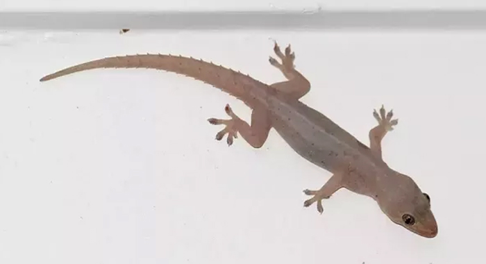 effects-of-lizard-falling-on-body-parts
