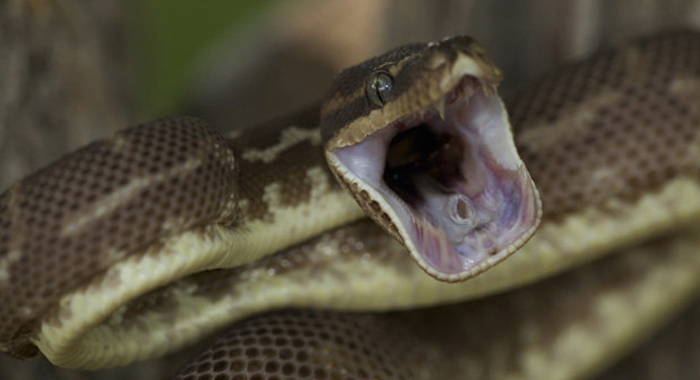 this-mans-hilarious-meltdown-as-a-snake-tries-to-bite-his-bottom
