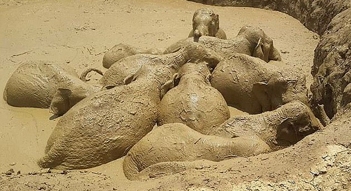 how-11-elephants-were-rescued-from-a-giant-flooded-crater-in-cambodia