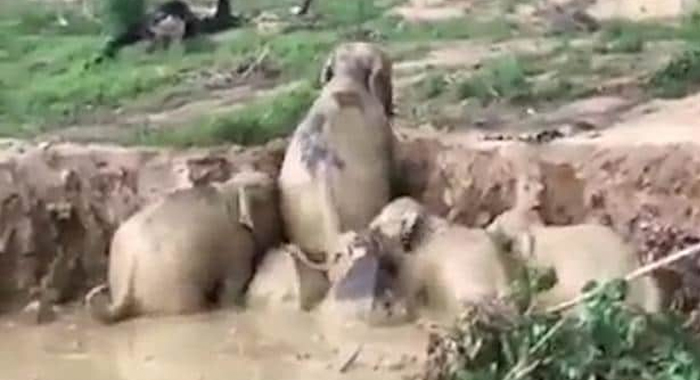 how-11-elephants-were-rescued-from-a-giant-flooded-crater-in-cambodia1