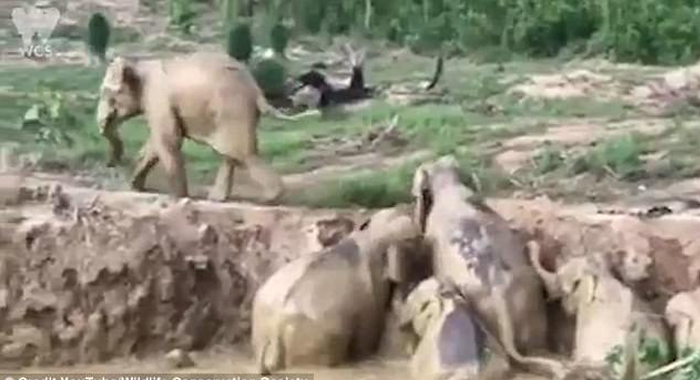 how-11-elephants-were-rescued-from-a-giant-flooded-crater-in-cambodia2