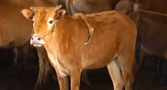 mutant-cow-born-five-legs
