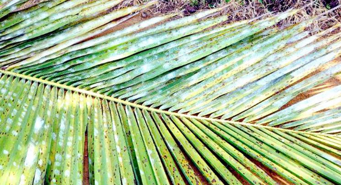 natural-air-conditioner-reduce-heat