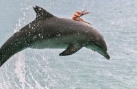 octopus-rode-a-dolphin-in-a-bid-to-escape-being-eaten