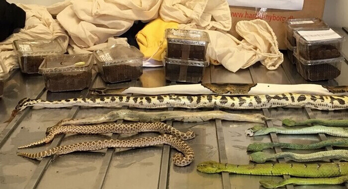parcel-of-exotic-snakes-and-spiders-discovered-in-shoe-box1