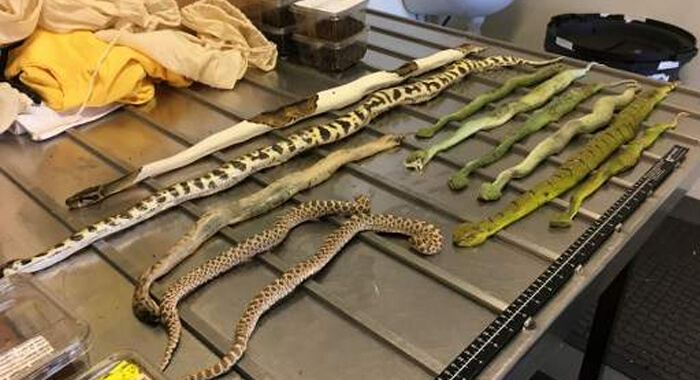 parcel-of-exotic-snakes-and-spiders-discovered-in-shoe-box