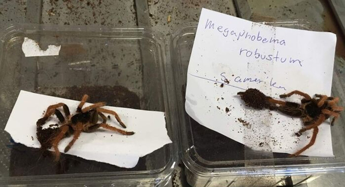 parcel-of-exotic-snakes-and-spiders1