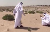 project-stopped-for-bird-rescue-dubai