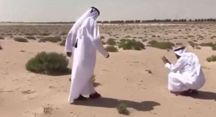 project-stopped-for-bird-rescue-dubai