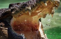 ramree-island-holds-the-record-for-deadliest-crocodile-attack-in-history