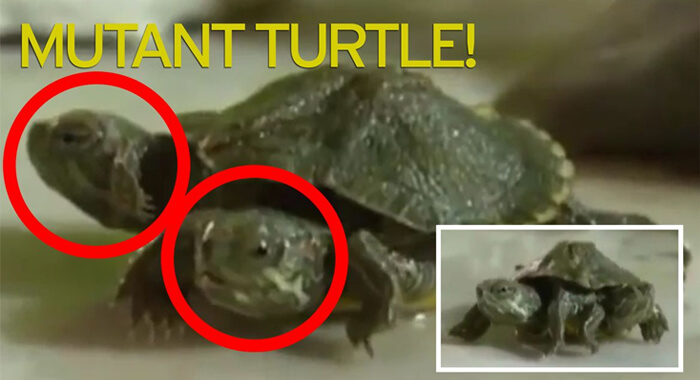 real-life-mutant-turtle-found