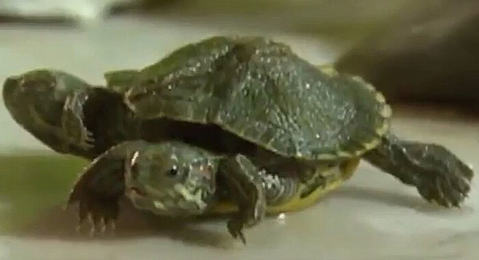 real-life-mutant-turtle1