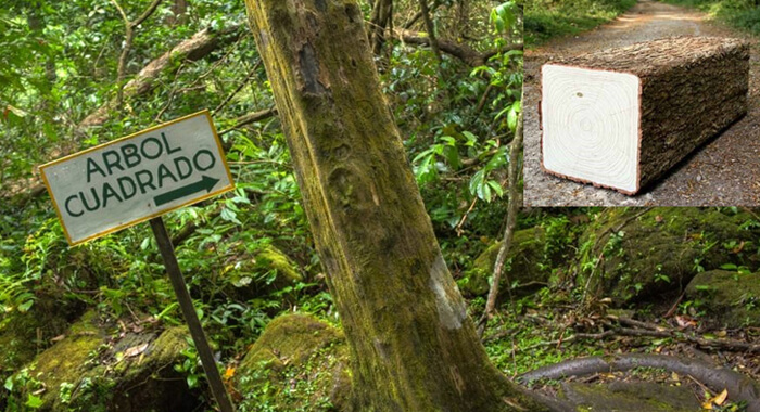 the-square-trees-of-el-valle-de-anton-panama