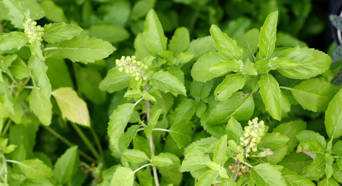 importance-of-tulsi-plant