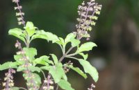 poojas-and-rituals-with-basil-plant