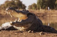 did-pastor-really-eaten-three-crocodiles