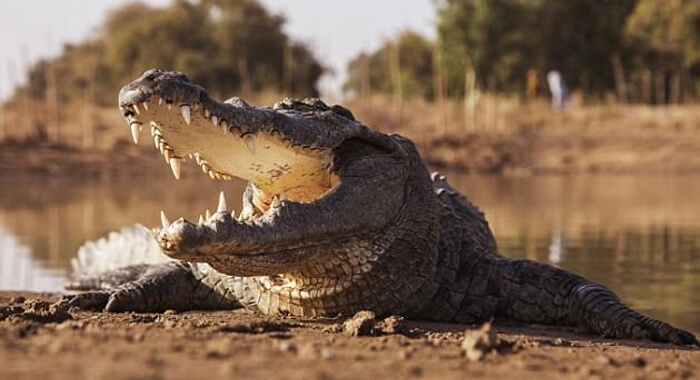 did-pastor-really-eaten-three-crocodiles