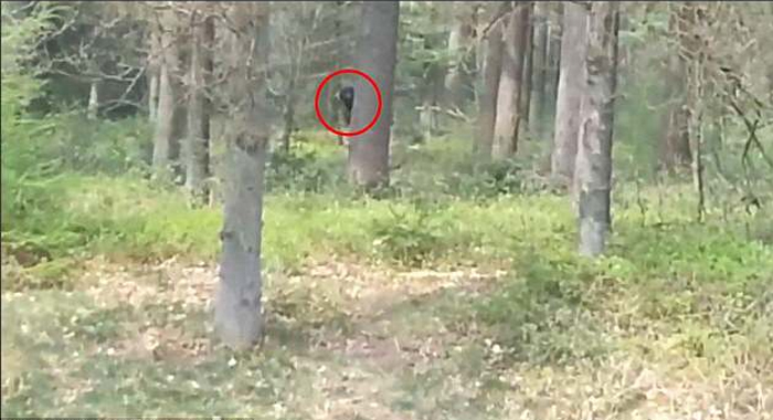 is-bigfoot-lurking-holland