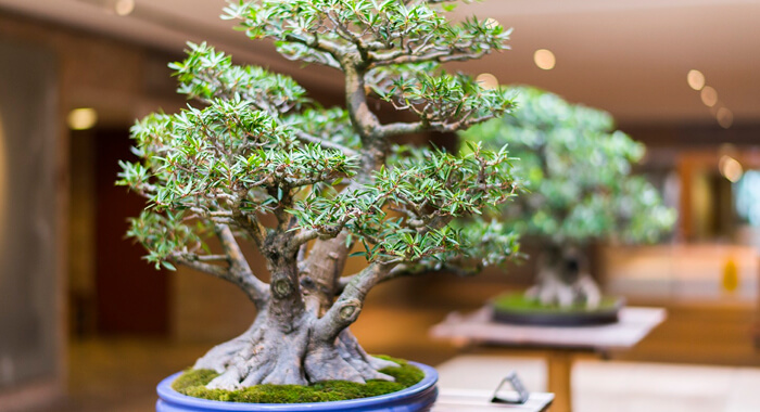 how-to-plant-bonsai-home