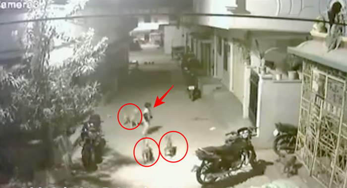 brave-boy-fights-with-dog-to-save-himself