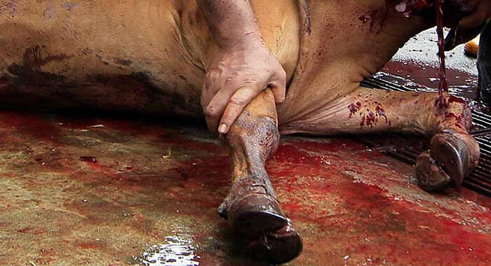 cattle-slaughter-action-taken-against-youth-congress-leaders