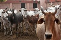 centre-bans-cow-slaughter-across-india