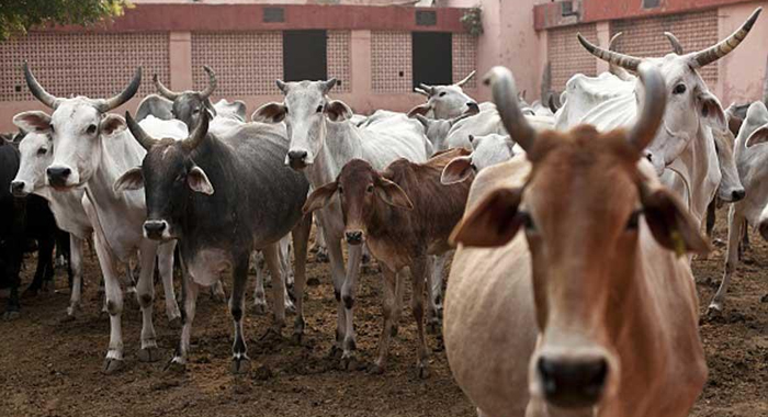 centre-bans-cow-slaughter-across-india